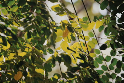 Close-up of yellow leaves