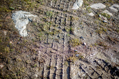 High angle view of moss growing on rock
