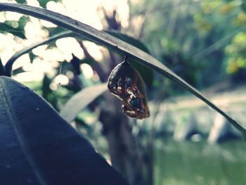 Close-up of insect