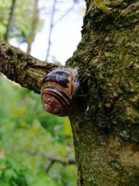 Close-up of snail on tree trunk