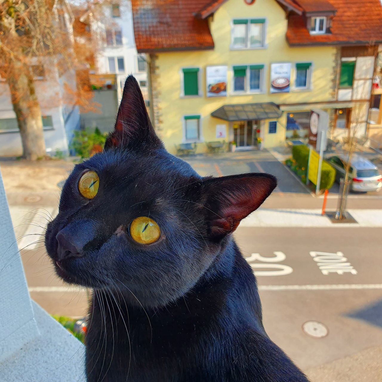 CLOSE-UP OF A BLACK CAT LOOKING AWAY