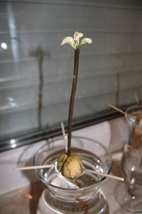 Close-up of flower pot on table