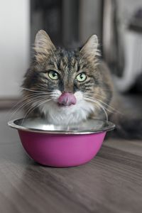 Funny tabby tat sitting next to a food bowl, placed on the floor and sticking out tongue.
