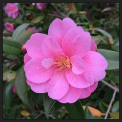 Close-up of pink flower