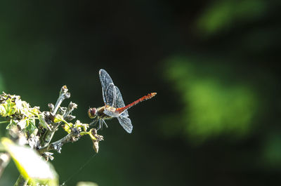 Close-up of butterfly flying