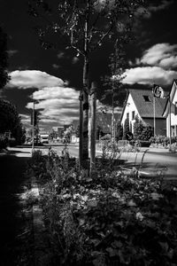 Trees and houses on field against sky