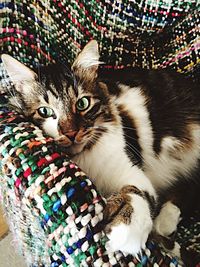 Close-up portrait of cat