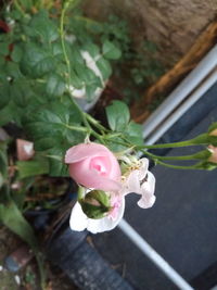 High angle view of pink rose blooming outdoors