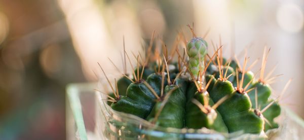 Close-up of cactus plant