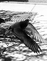 animal wildlife