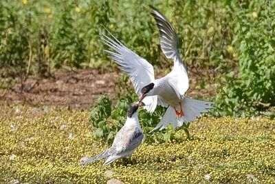 Seagull flying over a bird