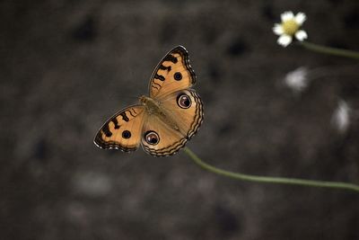 Close-up of butterfly on flower