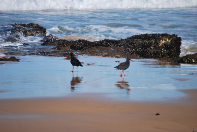 View of birds on beach