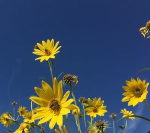 Low angle view of yellow flowers blooming against blue sky