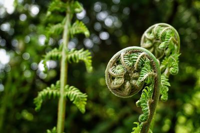 Close-up of fern against blurred background