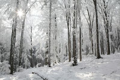 View of trees on snow covered land