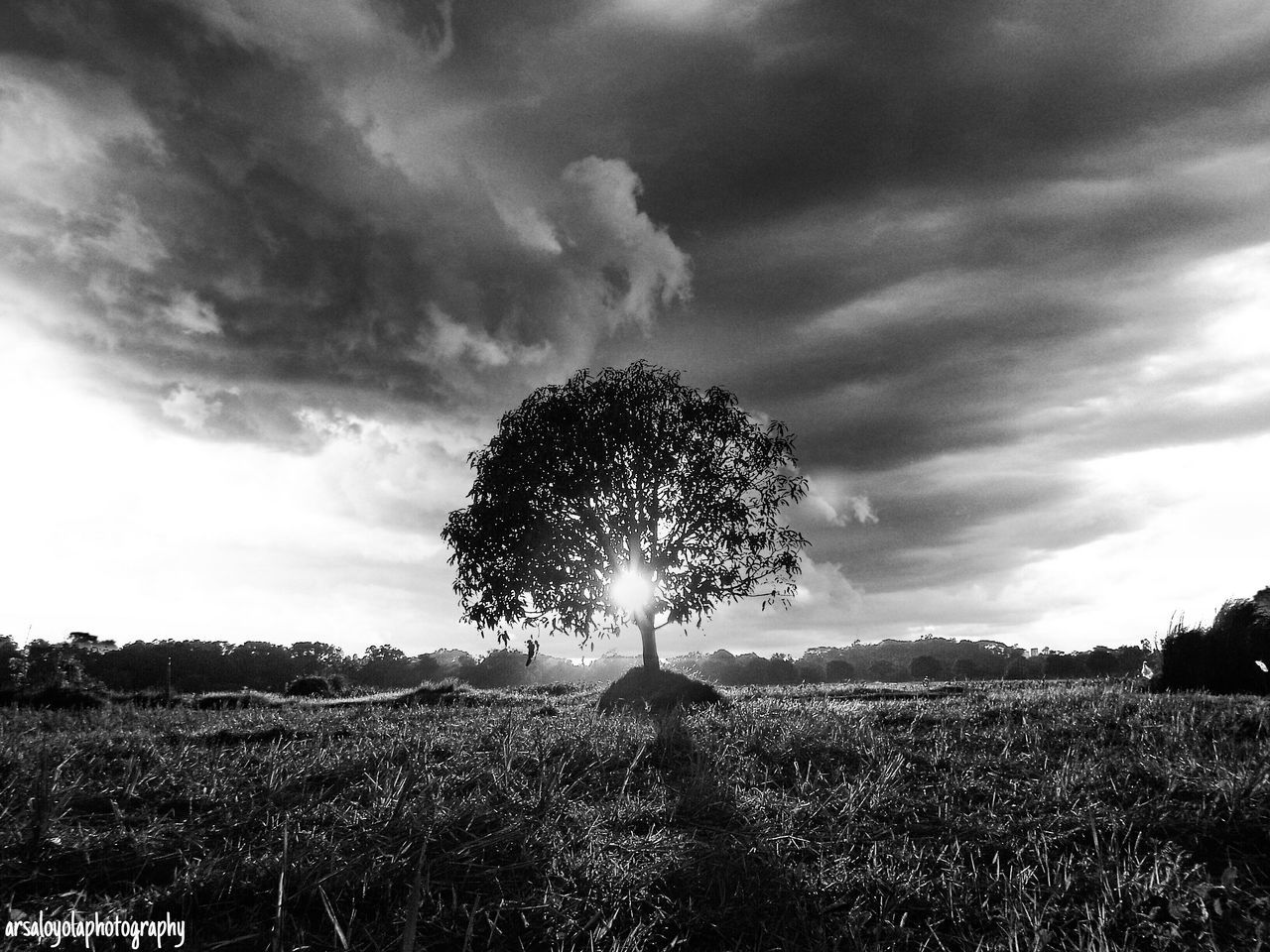 sky, tranquility, tranquil scene, landscape, field, cloud - sky, tree, beauty in nature, scenics, nature, cloudy, growth, cloud, rural scene, sun, sunlight, non-urban scene, outdoors, idyllic, silhouette