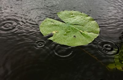 Close-up of leaves floating on water