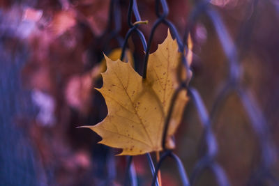 Close-up of dry maple leaves against blurred background