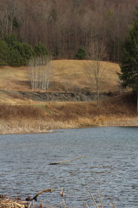 Scenic view of landscape