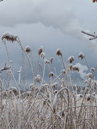 Plants on field against sky