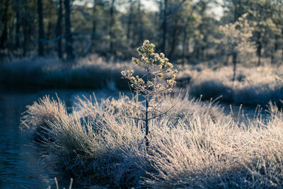 A beautiful swamp pond with a raising mist during the sunrise. quagmire in a frozen wetlands. 