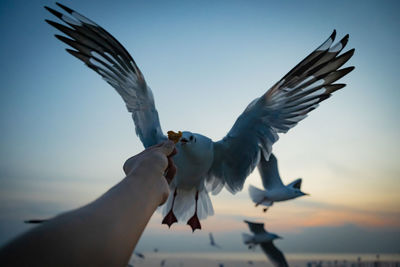 Low angle view of seagull flying against sky