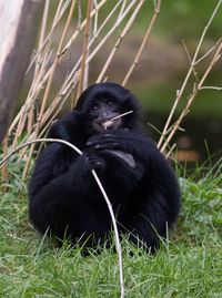 Black cat sitting on grass