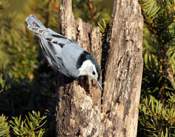 Close-up of bird perching on tree trunk