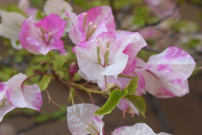 Close-up of pink flowering plant