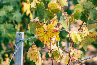 Close-up of autumn leaves on tree