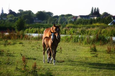 Horses in a field