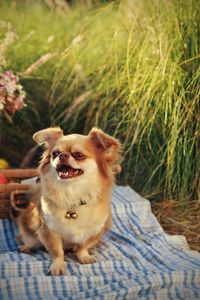 Portrait of dog on field