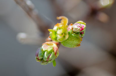 Close-up of rose bud growing outdoors