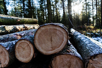 Stack of logs in forest