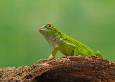 Close-up of lizard on rock