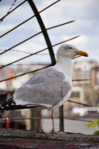 Close-up of seagull perching