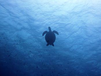 Low angle view of turtle swimming in sea