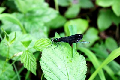 Close-up of fly on leaf