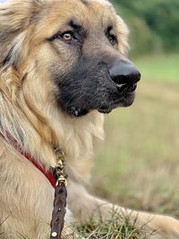 Close-up of a dog looking away