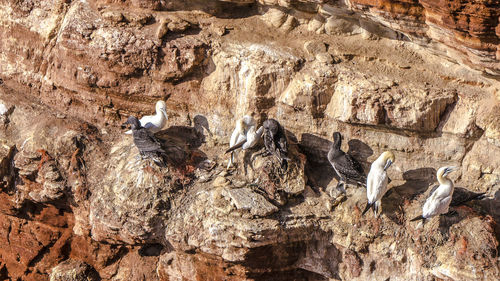 Low angle view of eagle on rock formation