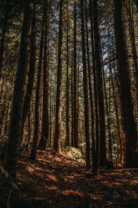 Trees in forest