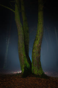 Trees growing in forest at night