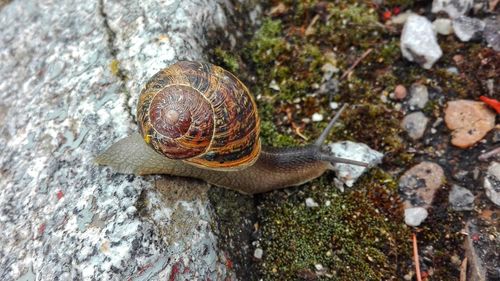 High angle view of snail on rock