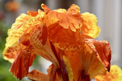 Close-up of wilted plant with orange leaves