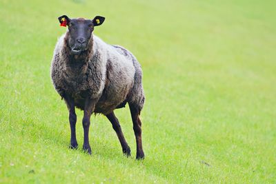 Portrait of sheep standing in field