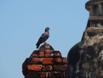 Low angle view of bird perching on a wall