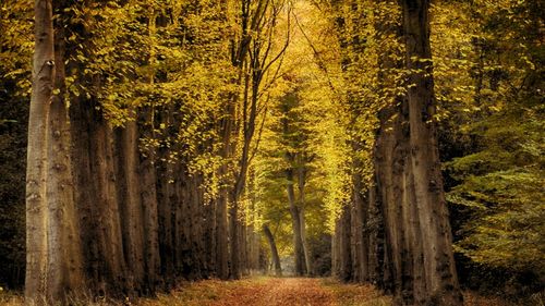 Trees in forest