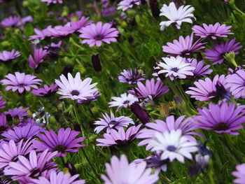 Close-up of purple flowers