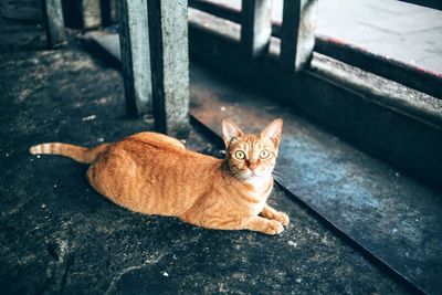 Portrait of surprised ginger cat while relaxing in old building